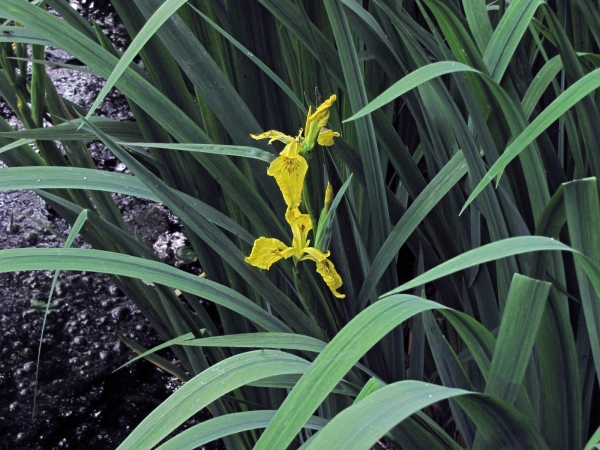 Iris pseudacorus
Yellow Iris, Yellow Flag (Eng) Gele lis (Ned) Sumpf-Schwertlilie (Ger)
Trefwoorden: Plant;Iridaceae;Bloem;geel;oeverplant