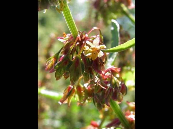 Rumex conglomeratus
Clustered Dock, Sharp Dock (Eng) Kluwenzuring (Ned) Knäuel-Ampfer (Ger)
Trefwoorden: Plant;Polygonaceae;Bloem;groen;onopvallend