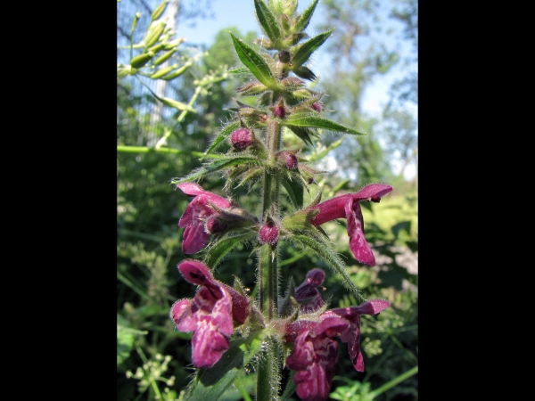 Stachys sylvatica
Hedge Woundwort (Eng) Bosandoorn (Ned) Wald-Ziest (Ger)
Trefwoorden: Plant;Lamiaceae;Bloem;rood;purper;schaduwplant