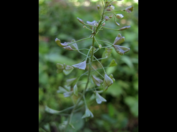 Capsella bursa-pastoris
Sherperd's Purse (Eng) Herderstasje (Ned) Gewöhnliches Hirtentäschel (Ger)
Trefwoorden: Plant;Brassicaceae;vrucht