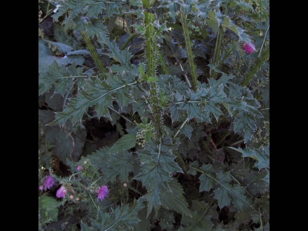 Carduus crispus
Curly Plumeless Thistle (Eng) Kruldistel (Ned) Krause Ringdistel (Ger) – stem and leaves
Trefwoorden: Plant;Asteraceae