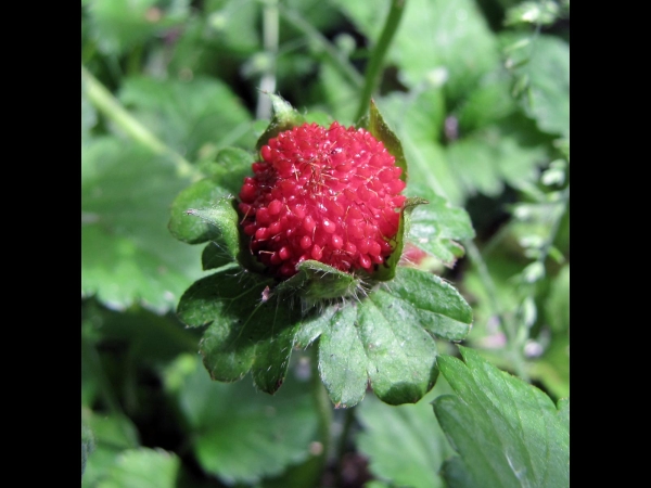 Potentilla indica
Mock Strawberry (Eng) Schijnaardbei (Ned) Scheinerdbeere (Ger)
Trefwoorden: Plant;Rosaceae;vrucht