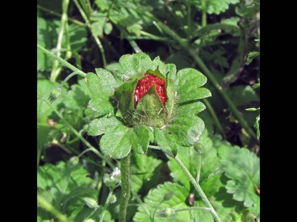 Potentilla indica
Mock Strawberry (Eng) Schijnaardbei (Ned) Scheinerdbeere (Ger)
Trefwoorden: Plant;Rosaceae;vrucht