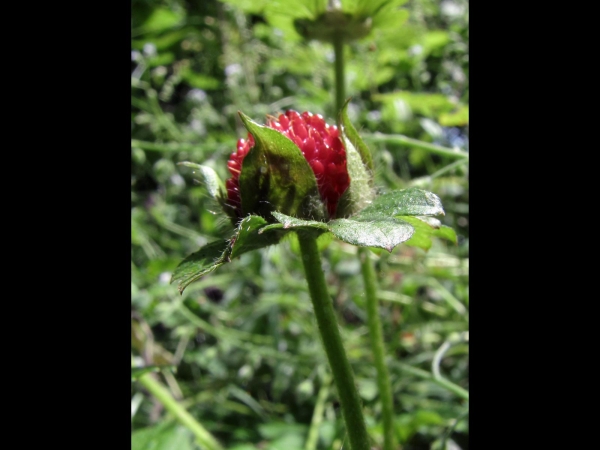 Potentilla indica
Mock Strawberry (Eng) Schijnaardbei (Ned) Scheinerdbeere (Ger)
Trefwoorden: Plant;Rosaceae;vrucht