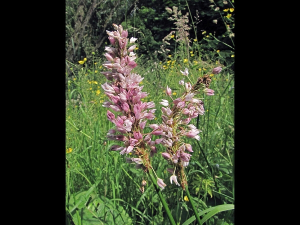 Bistorta officinalis
Common Bistort, Meadow Bistort (Eng) Adderwortel (Ned) Schlangen-Knöterich (Ger) 
Trefwoorden: Plant;Polygonaceae;Bloem;roze;stinzenplant