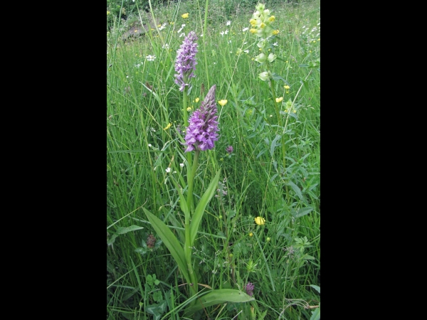 Dactylorhiza majalis subsp. Praetermissa
Southern Marsh Orchid, Leopard Marsh Orchid (Eng) Rietorchis (Ned) Übersehenes Knabenkraut (Ger)
Trefwoorden: Plant;Orchidaceae;Bloem;paars;roze