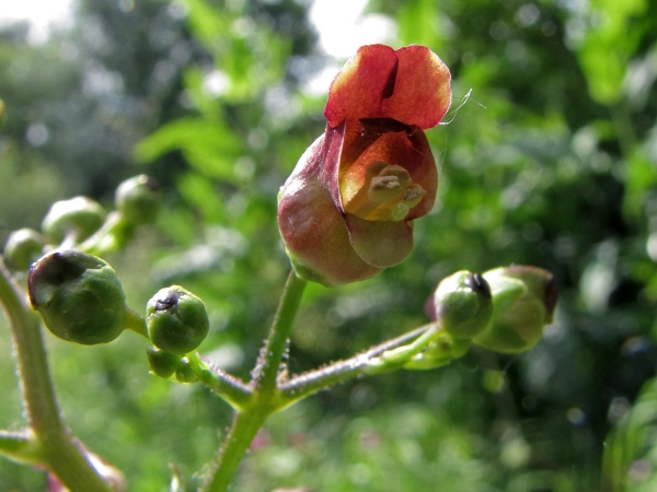 Scrophularia nodosa
Common Figwort (Eng) Knopig Helmkruid (Ned) Knotige Braunwurz (Ger) 
Trefwoorden: Plant;Scrophulariaceae;Bloem;bruin;rood