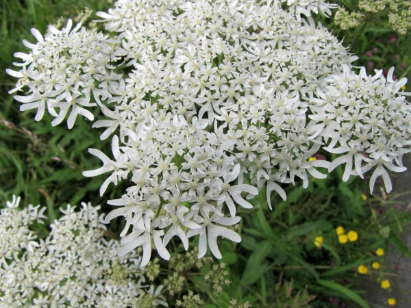 Heracleum mantegazzianum
Giant Hogweed (Eng) Reuzenberenklauw (Ned) Riesen-Bärenklau (Ger)
Trefwoorden: Plant;Apiaceae;Bloem;wit