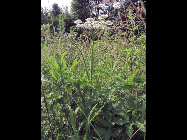 Heracleum mantegazzianum
Giant Hogweed (Eng) Reuzenberenklauw (Ned) Riesen-Bärenklau (Ger)
Trefwoorden: Plant;Apiaceae;Bloem;wit