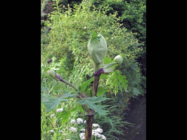 Heracleum mantegazzianum
Giant Hogweed (Eng) Reuzenberenklauw (Ned) Riesen-Bärenklau (Ger)
Trefwoorden: Plant;Apiaceae;Bloem;wit