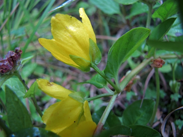 Lysimachia nummularia
Moneywort (Eng) Penningkruid (Ned) Pfennigkraut (Ger) 
Trefwoorden: Plant;Primulaceae;Bloem;geel