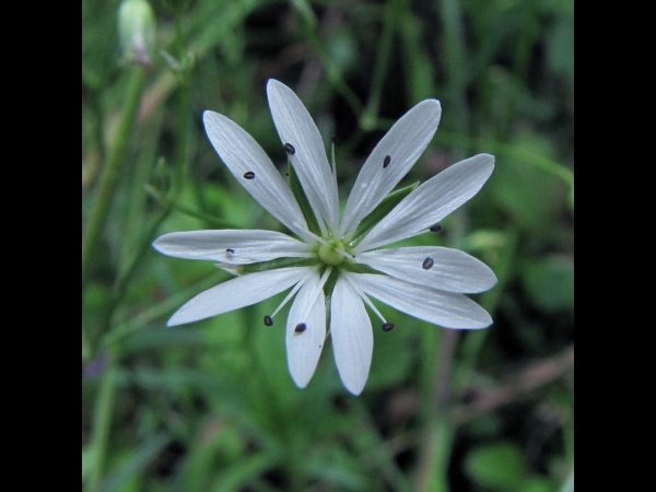 Stellaria graminea
Lesser Stitchwort (Eng) Grasmuur (Ned) Gras-Sternmiere (Ger)
Trefwoorden: Plant;Caryophyllaceae;Bloem;wit