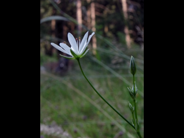 Stellaria graminea
Lesser Stitchwort (Eng) Grasmuur (Ned) Gras-Sternmiere (Ger)
Trefwoorden: Plant;Caryophyllaceae;Bloem;wit