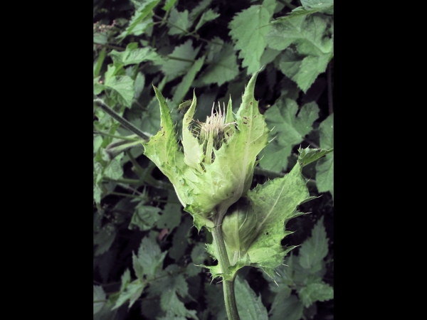 Cirsium oleraceum
Cabbage Thistle (Eng) Moesdistel (Ned) Kohldistel (Ger) 
Trefwoorden: Plant;Asteraceae;Bloem;geel;wit