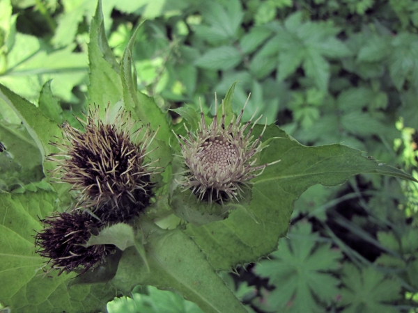 Cirsium oleraceum
Cabbage Thistle (Eng) Moesdistel (Ned) Kohldistel (Ger) 
Trefwoorden: Plant;Asteraceae;Bloem;geel;wit