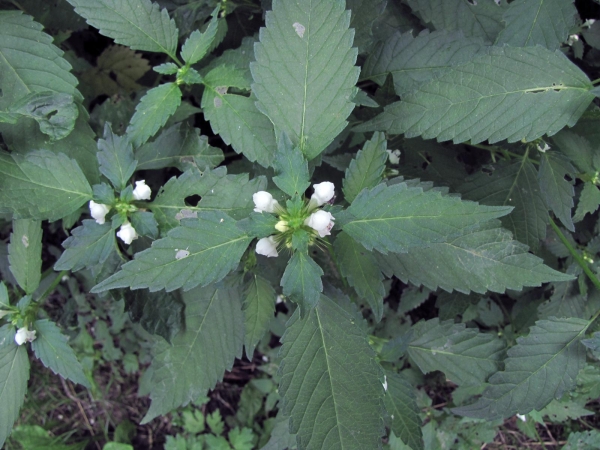 Galeopsis tetrahit
Common Hemp-nettle (Eng) Gewone Hennepnetel (Ned) Gemeiner Hohlzahn (Ger) 
Trefwoorden: Plant;Lamiaceae;Bloem;wit;roze