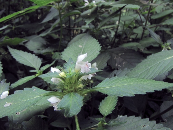 Galeopsis tetrahit
Common Hemp-nettle (Eng) Gewone Hennepnetel (Ned) Gemeiner Hohlzahn (Ger) 
Trefwoorden: Plant;Lamiaceae;Bloem;wit;roze