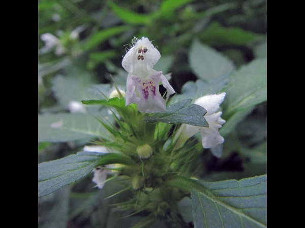 Galeopsis tetrahit
Common Hemp-nettle (Eng) Gewone Hennepnetel (Ned) Gemeiner Hohlzahn (Ger) 
Trefwoorden: Plant;Lamiaceae;Bloem;wit;roze