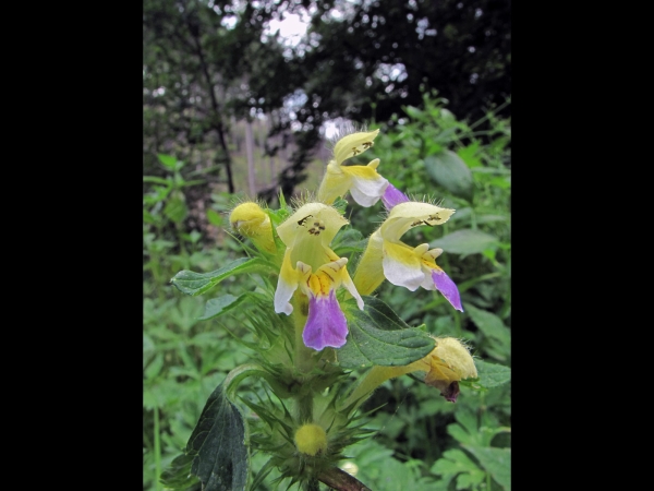 Galeopsis speciosa
Large-flowered Hemp-nettle (Eng) Dauwnetel (Ned) Bunter Hohlzahn (Ger) 
Trefwoorden: Plant;Lamiaceae;Bloem;geel