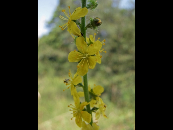 Agrimonia eupatoria
Common Agrimony (Eng) Gewone Agrimonie (Ned) Gemeiner Odermennig (Ger)
Trefwoorden: Plant;Rosaceae;Bloem;geel