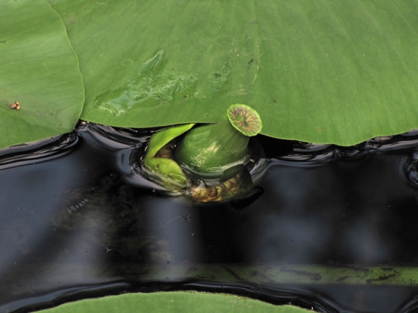 Nuphar lutea
Yellow Water-lily (Eng) Gele Plomp (Ned) Gelbe Teichrose (Ger) 
Trefwoorden: Plant;Nymphaeaceae;vrucht;waterplant