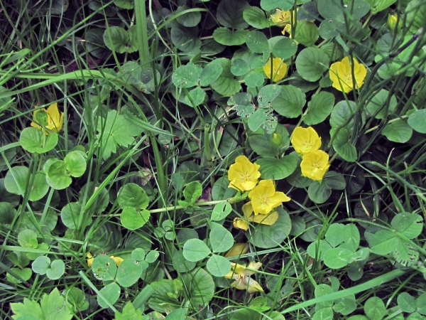 Lysimachia nummularia
Moneywort (Eng) Penningkruid (Ned) Pfennigkraut (Ger) 
Trefwoorden: Plant;Primulaceae;Bloem;geel