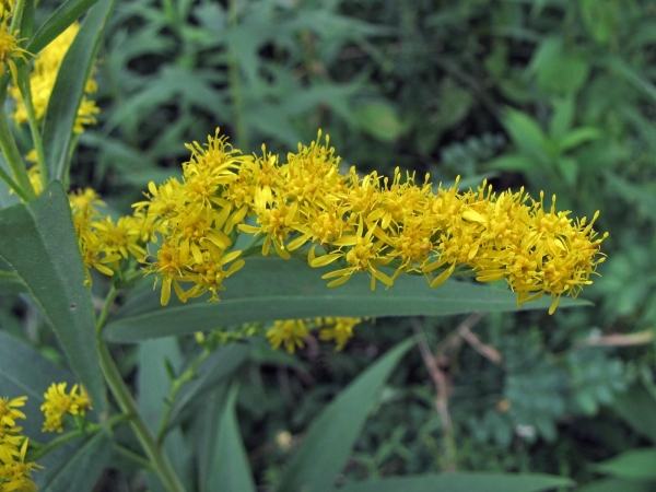 Solidago gigantea
Giant Goldenrod (Eng) Late Guldenroede (Ned) Riesen-Goldrute (Ger) 
Trefwoorden: Plant;Asteraceae;Bloem;geel