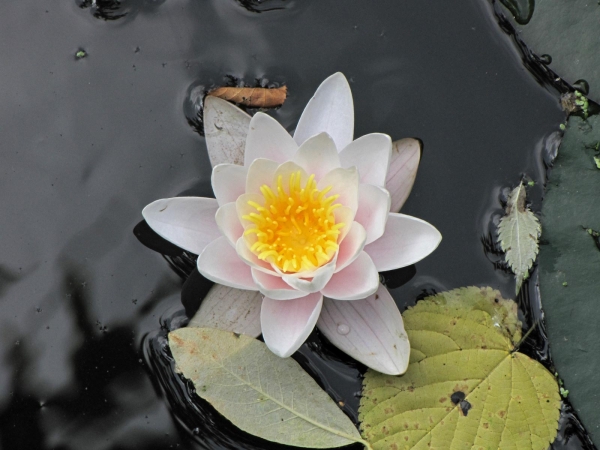 Nymphaea alba
European White Water Lily (Eng) Witte Waterlelie (Ned) Weiße Seerose (Ger)
Trefwoorden: Plant;Nymphaeaceae;Bloem;wit;waterplant