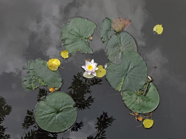 Nymphaea alba
European White Water Lily (Eng) Witte Waterlelie (Ned) Weiße Seerose (Ger)
Trefwoorden: Plant;Nymphaeaceae;Bloem;wit;waterplant