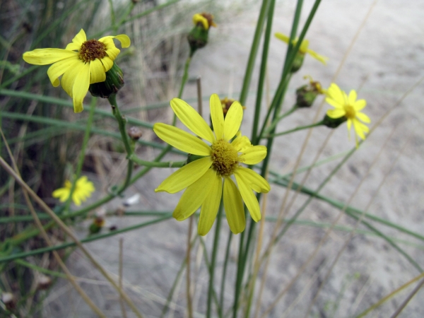 Senecio inaequidens
Narrow-leaved Ragwort, South African Ragwort (Eng) Bezemkruiskruid (Ned) Schmalblättriges Greiskraut (Ger)
Trefwoorden: Plant;Asteraceae;Bloem;geel