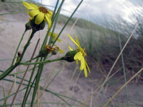 Senecio inaequidens
Narrow-leaved Ragwort, South African Ragwort (Eng) Bezemkruiskruid (Ned) Schmalblättriges Greiskraut (Ger)
Trefwoorden: Plant;Asteraceae;Bloem;geel