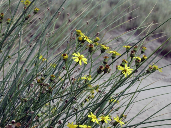 Senecio inaequidens
Narrow-leaved Ragwort, South African Ragwort (Eng) Bezemkruiskruid (Ned) Schmalblättriges Greiskraut (Ger)
Trefwoorden: Plant;Asteraceae;Bloem;geel