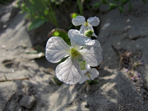 Raphanus raphanistrum
Wild Radish (Eng) Knopherik (Ned) Acker-Rettich (Ger)
Trefwoorden: Plant;Brassicaceae;Bloem;wit;geel