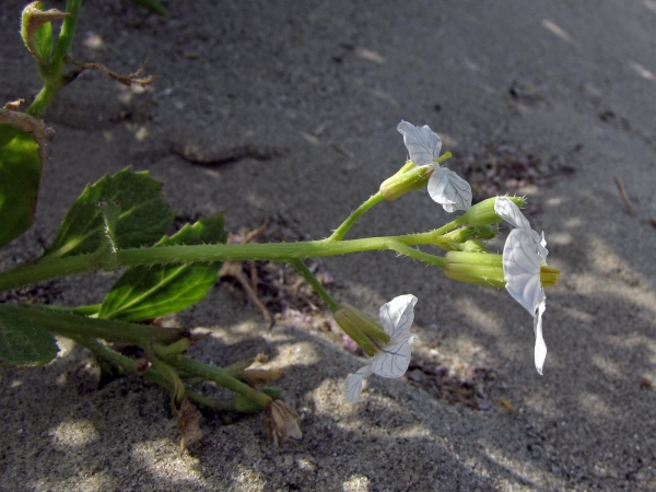 Raphanus raphanistrum
Wild Radish (Eng) Knopherik (Ned) Acker-Rettich (Ger)
Trefwoorden: Plant;Brassicaceae;Bloem;wit;geel