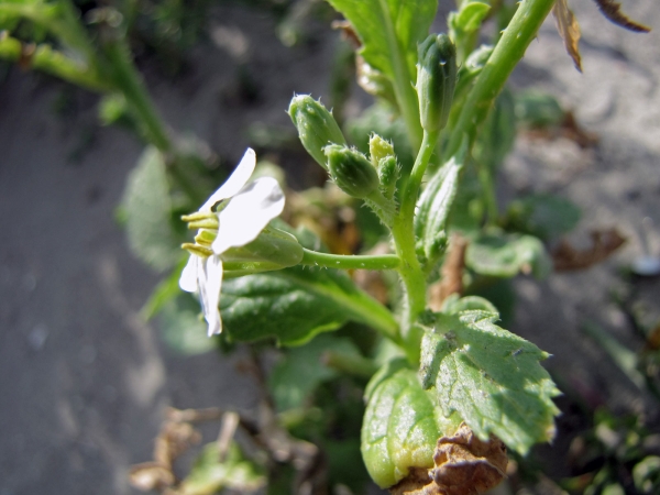 Raphanus raphanistrum
Wild Radish (Eng) Knopherik (Ned) Acker-Rettich (Ger)
Trefwoorden: Plant;Brassicaceae;Bloem;wit;geel