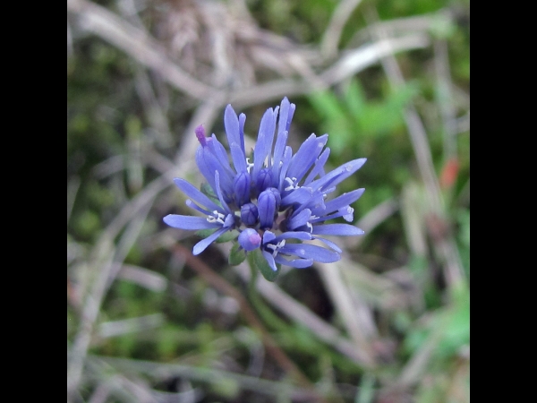 Jasione montana
Sheep's Bit, Blue Bonnets (Eng) Zandblauwtje (Ned) Berg-Sandglöckchen (Ger)
Trefwoorden: Plant;Campanulaceae;Bloem;blauw