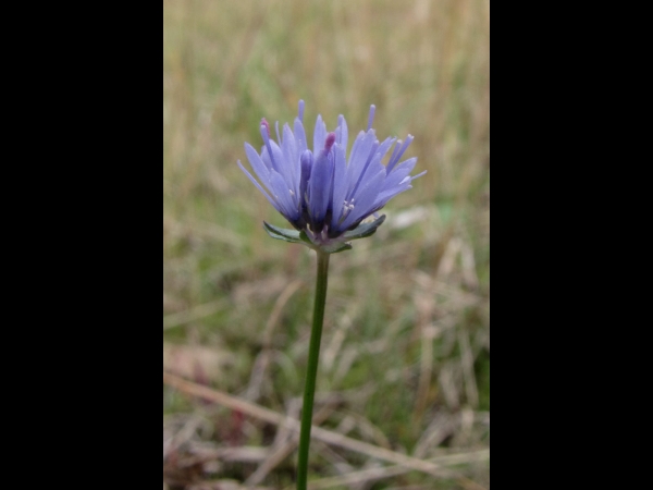 Jasione montana
Sheep's Bit, Blue Bonnets (Eng) Zandblauwtje (Ned) Berg-Sandglöckchen (Ger)
Trefwoorden: Plant;Campanulaceae;Bloem;blauw