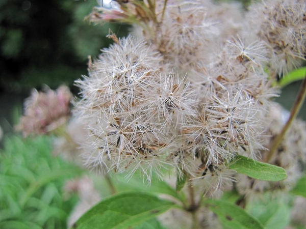 Eupatorium cannabinum
Hemp-agrimony (Eng) Koninginnenkruid (Ned) Gewöhnlicher Wasserdost (Ger) – close-up pappus
Trefwoorden: Plant;Asteraceae;vrucht