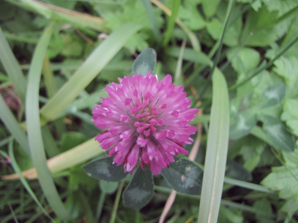 Trifolium pratense
Red Clover (Eng) Rode Klaver (Ned) Wiesenklee (Ger)
Trefwoorden: Plant;Fabaceae;Bloem;rood