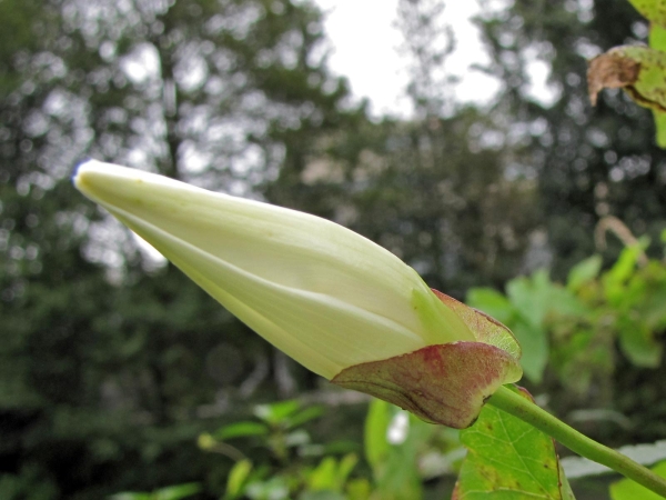 Calystegia sepium
Hedge Bindweed (Eng) Haagwinde (Ned) Echte Zaunwinde (Ger)
Trefwoorden: Plant;Convolvulaceae;Bloem;wit