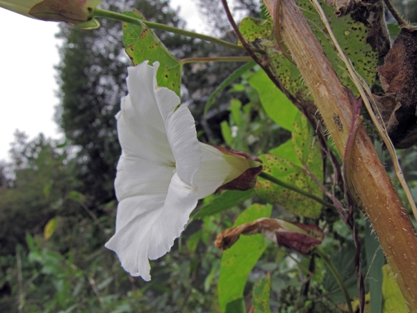 Calystegia sepium
Hedge Bindweed (Eng) Haagwinde (Ned) Echte Zaunwinde (Ger)
Trefwoorden: Plant;Convolvulaceae;Bloem;wit