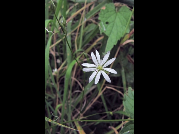 Stellaria graminea
Lesser Stitchwort (Eng) Grasmuur (Ned) Gras-Sternmiere (Ger)
Trefwoorden: Plant;Caryophyllaceae;Bloem;wit