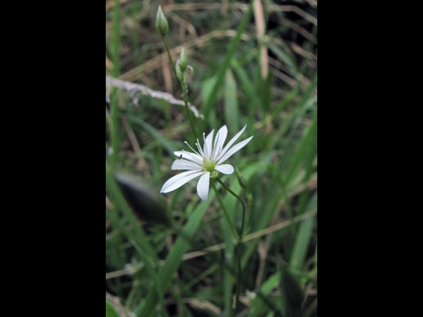 Stellaria graminea
Lesser Stitchwort (Eng) Grasmuur (Ned) Gras-Sternmiere (Ger)
Trefwoorden: Plant;Caryophyllaceae;Bloem;wit