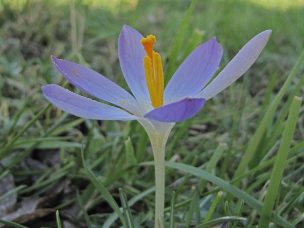 Crocus tommasinianus
Woodland Crocus (Eng) Boerenkrokus (Ned) Elfen-Krokus (Ger)
Trefwoorden: Plant;Iridaceae;Bloem;blauw;wit;Stinzenplant