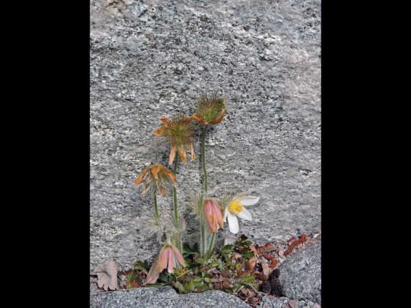 Anemone pulsatilla
Common Pasqueflower (Eng) Wildemanskruid (Ned) Gewöhnliche Kuhschelle (Ger) Backsippa (Sv) - var. Gotlandica
Trefwoorden: Plant;Ranunculaceae;Bloem;wit
