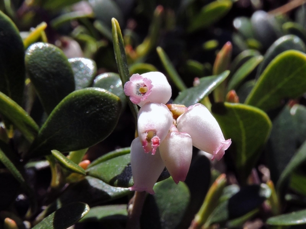 Arctostaphylos uva-ursi
Bearberry (Eng) Berendruif (Ned) Echte Bärentraube (Ger) Mjölon (Sv)
Trefwoorden: Plant;struik;Ericaceae;Bloem;wit;roze