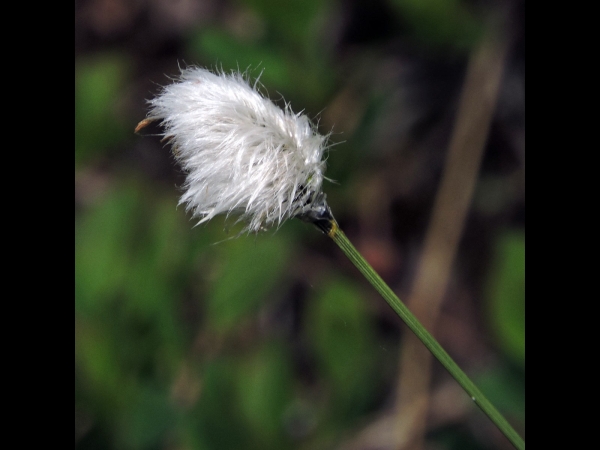 Eriophorum vaginatum
Hare's-tail Cottongrass (Eng) Eenarig wollegras (Ned) Scheiden-Wollgras (Ger) Tuvull (Sv) - Fruits
Trefwoorden: Plant;Cyperaceae