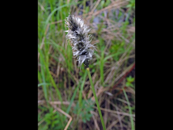 Eriophorum vaginatum
Hare's-tail Cottongrass (Eng) Eenarig wollegras (Ned) Scheiden-Wollgras (Ger) Tuvull (Sv) - Inflorescence
Trefwoorden: Plant;Cyperaceae