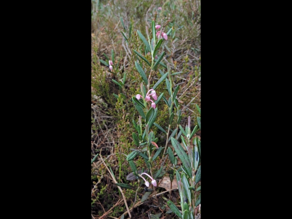 Andromeda polifolia
Bog-rosemary (Eng) Lavendelhei (Ned) Rosmarinheide (Ger) Rosling (Sv)
Trefwoorden: Plant;struik;Ericaceae;Bloem;roze