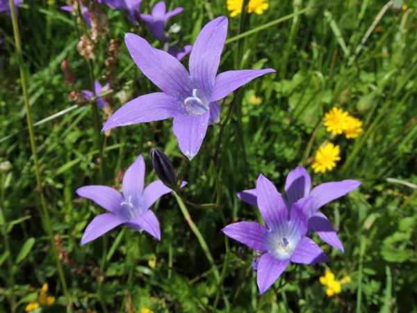 Campanula patula
Spreading Bellflower (Eng) Weideklokje (Ned) Wiesen-Glockenblume (Ger)
Trefwoorden: Plant;Campanulaceae;Bloem;blauw